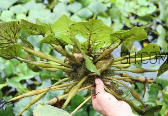 菱角好吃嗎？菱角長在什么地方