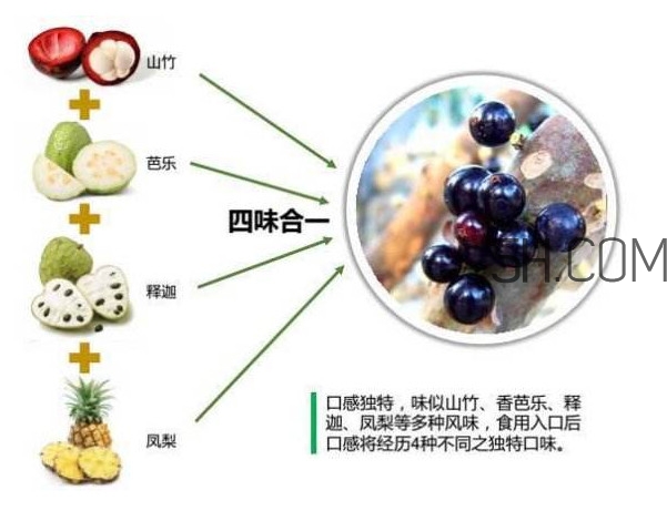 嘉寶果怎么吃？嘉寶果什么時候種植