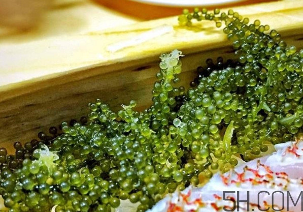 海葡萄有什么功效？海葡萄人工養(yǎng)殖條件