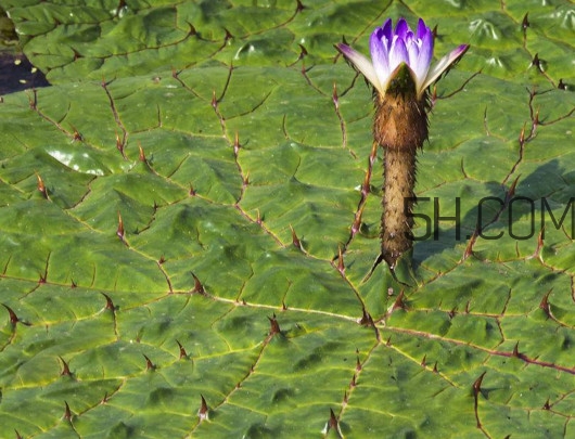 芡實是蓮子嗎？芡實是長在哪里的