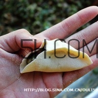 餃子和面用熱水還是冷水？餃子和面要醒多長時間？