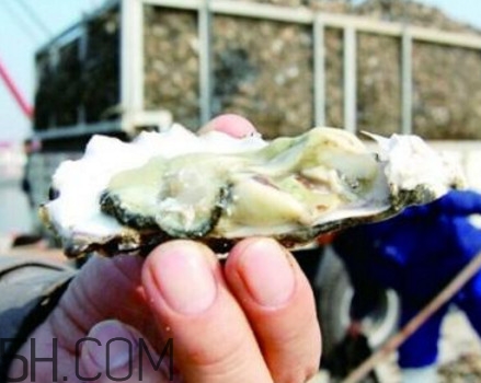 海蠣子是寒性的嗎？海蠣子是蒸還是煮好吃