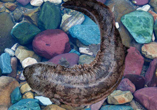 娃娃魚能治什么病？娃娃魚可以和金魚一起養嗎