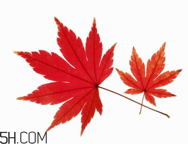 楓葉可以用來做什么？楓葉可以染頭發嗎？