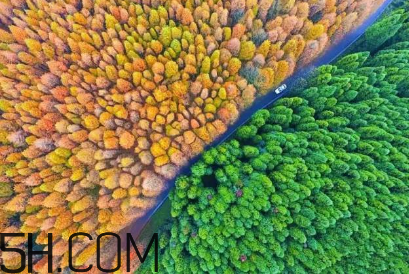 楓葉可以用來做什么？楓葉可以染頭發嗎？