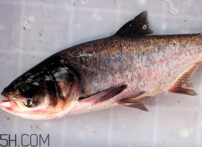 胖頭魚有什么營養？胖頭魚是鰱魚嗎