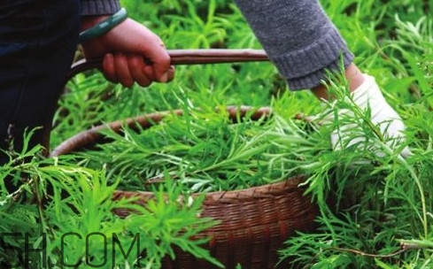 藜蒿多少錢一斤？藜蒿和蘆蒿是同一種菜嗎？