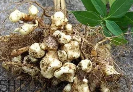 菊芋怎么做好吃？菊芋怎么腌制