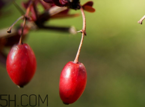 山茱萸什么時候成熟？山茱萸什么時候結(jié)果？