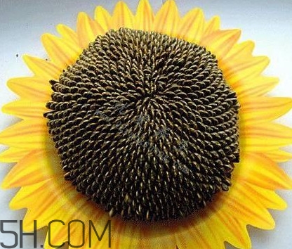 葵花籽是什么？葵花籽和瓜子的區別