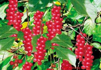 山茱萸什么時(shí)候成熟？山茱萸什么時(shí)候結(jié)果？