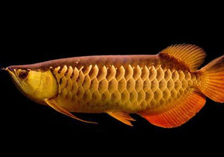 什么魚和金龍魚一起養(yǎng)好？金龍魚怎么養(yǎng)
