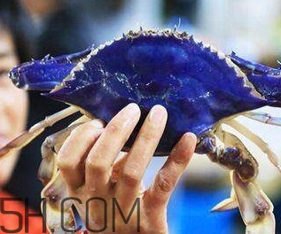 藍色梭子蟹可以吃嗎？梭子蟹蟹腿變藍可以吃嗎