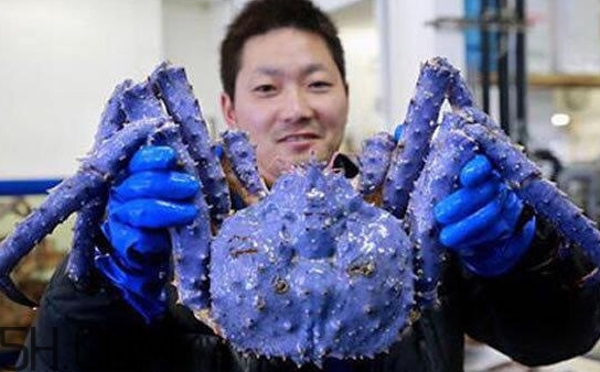藍色梭子蟹可以吃嗎？梭子蟹蟹腿變藍可以吃嗎