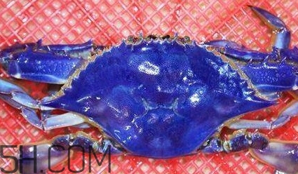 藍色梭子蟹可以吃嗎？梭子蟹蟹腿變藍可以吃嗎