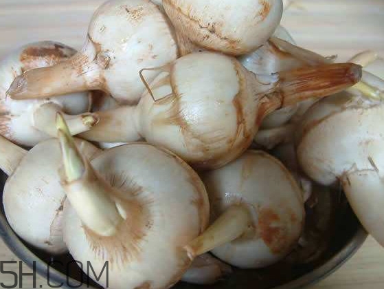 慈菇是發物嗎？慈菇是馬蹄嗎