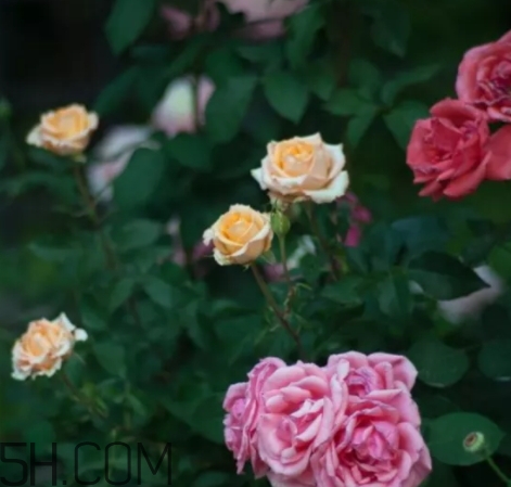 香水工坊茶玫瑰tea rose好聞嗎？tea rose香水有假貨嗎？