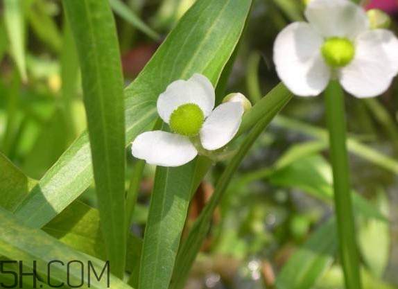 慈菇什么時(shí)候種？慈菇什么季節(jié)有