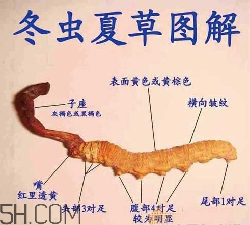 冬蟲夏草為什么這么貴？冬蟲夏草功效有哪些