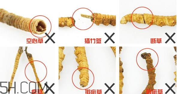 冬蟲(chóng)夏草有假的嗎？冬蟲(chóng)夏草不抗癌
