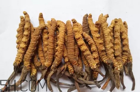 冬蟲夏草真的冬天是蟲夏天是草嗎？冬蟲夏草是怎么長成