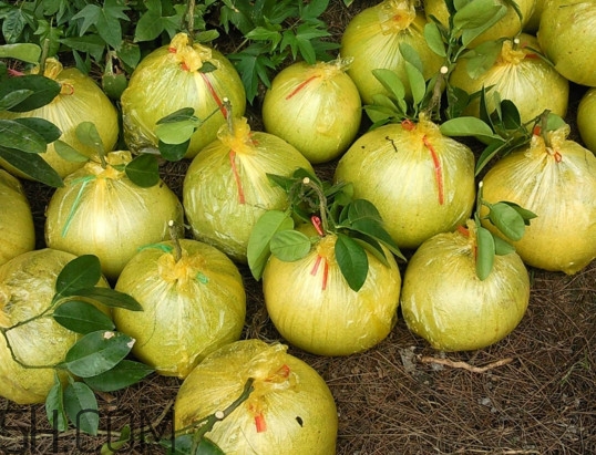 文旦上火嗎？文旦種植環(huán)境條件
