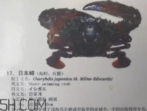 海虹蟹和梭子蟹哪個好？海虹蟹和梭子蟹的區別