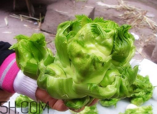 兒菜怎么種？兒菜怎么腌制