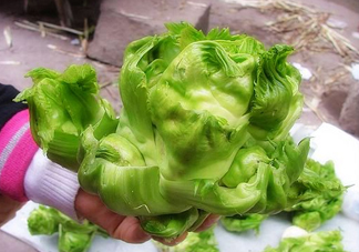 兒菜怎么種？兒菜怎么腌制