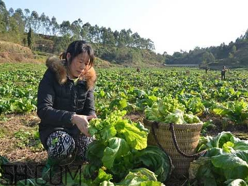 兒菜怎么種？兒菜怎么腌制