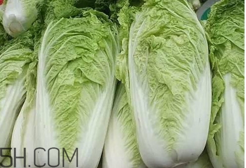 冬儲大白菜怎么才不會壞？冬儲大白菜什么時候上市
