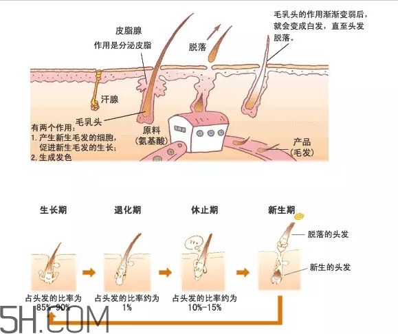 禿頂了還能長出頭發嗎？禿頂和性欲太強是不是有關