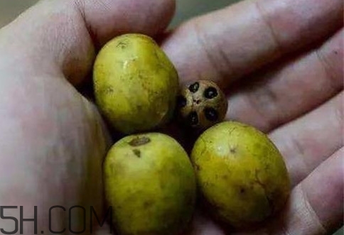 南酸棗可以泡酒嗎？南酸棗果核有什么功效