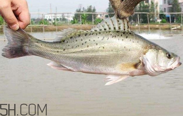 鱸魚有什么功效？鱸魚怎么養才不愛死