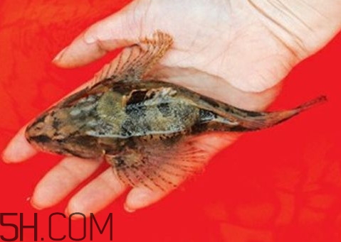 松江鱸魚怎么做？松江鱸魚養殖技術