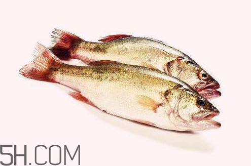 鱸魚有什么功效？鱸魚怎么養才不愛死