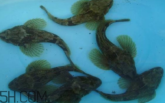 松江鱸魚怎么做？松江鱸魚養殖技術