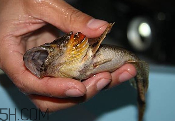 松江鱸魚產地在松江嗎？松江鱸魚是保護動物嗎