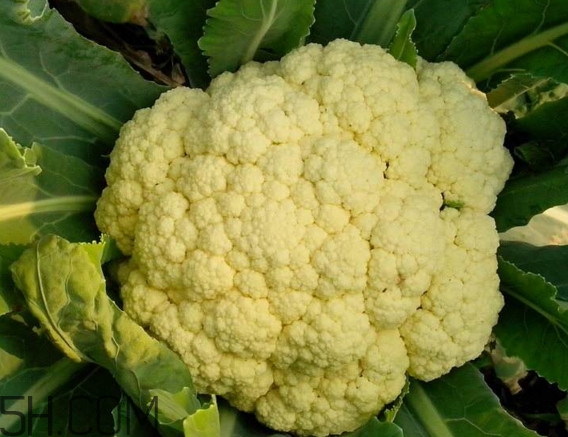 青花菜和花椰菜有什么不同？花椰菜變黃還能吃嗎