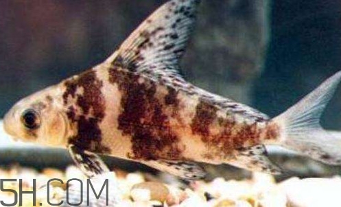 胭脂魚是冷水魚嗎？胭脂魚是熱帶魚嗎