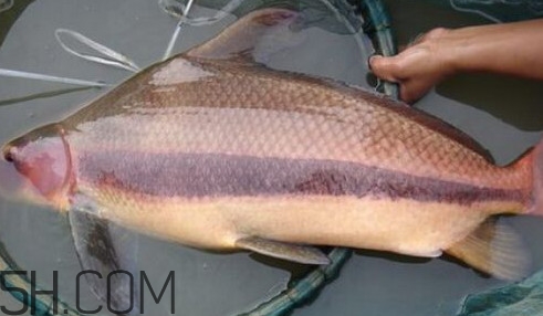 胭脂魚可以吃嗎？胭脂魚好養嗎