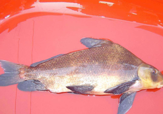 胭脂魚多少錢一斤？胭脂魚怎么做好吃