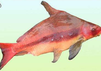胭脂魚是什么魚？胭脂魚是保護(hù)動(dòng)物嗎