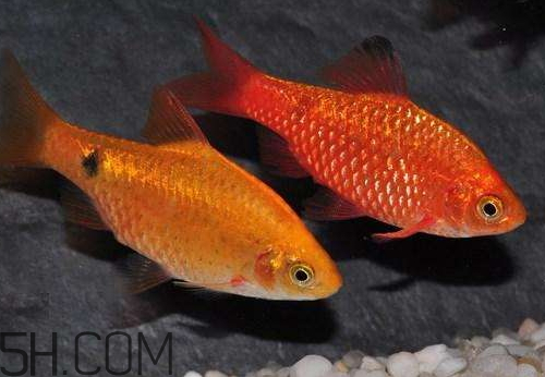 鯽魚發紅是什么原因 鯽魚發紅能不能吃