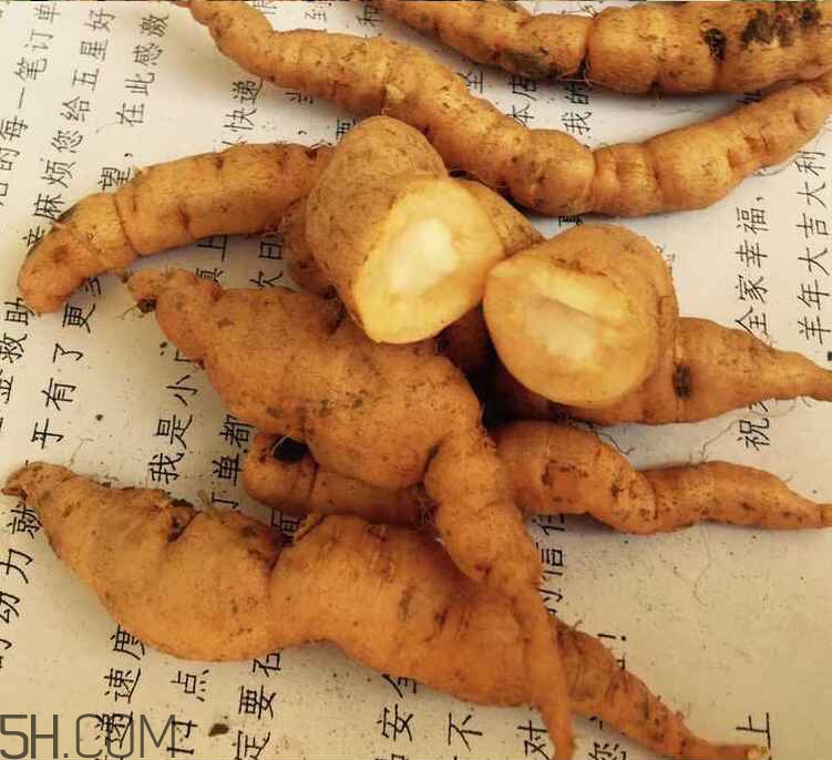 鮮地黃是什么？鮮地黃有什么功效？