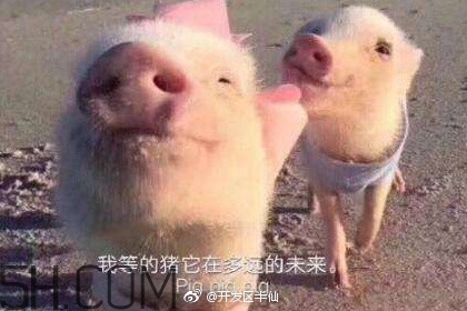 豬精女孩健康養生指南有哪些？豬精女孩健康養生指南是什么？