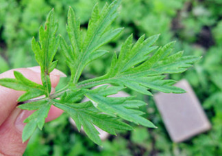 艾葉草洗澡有什么好處？怎么挑選艾葉草？