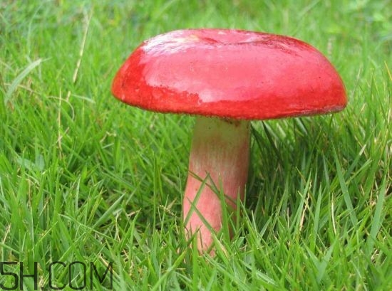 如何鑒別紅菇？紅菇的做法有哪些？