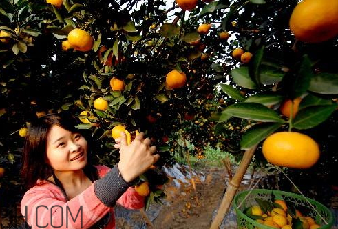 黃巖蜜桔好還是涌泉好 黃巖蜜桔和涌泉蜜桔有什么區別