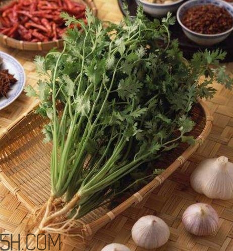 香菜根煮水能減肥嗎？香菜根煮水能天天喝嗎？